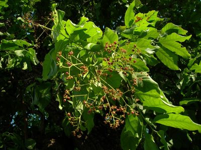 Cordia elaeagnoides, photographed by Neptalí Ramírez Marcial
