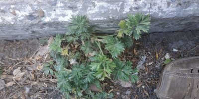 Potentilla tobolensis, photographed by Yurii Basov
