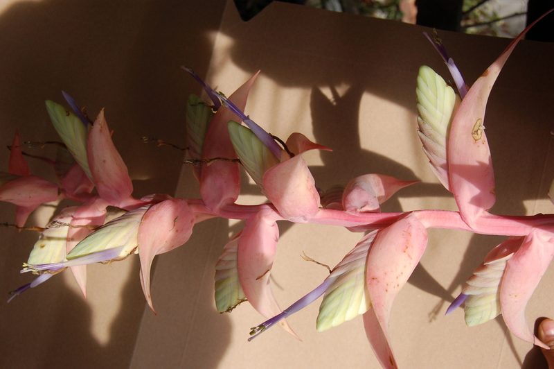 Tillandsia eizii, photographed by Neptalí Ramírez Marcial