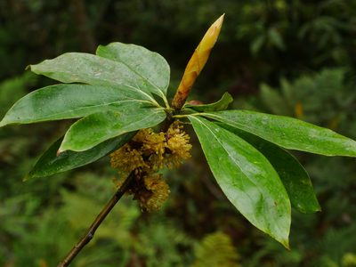 Neolitsea konishii, photographed by Jacy Chen