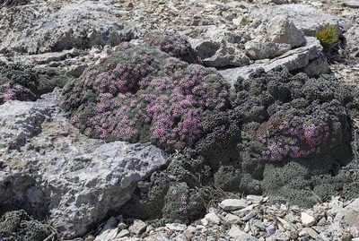 Kelseya uniflora, photographed by Kathy Lichtendahl