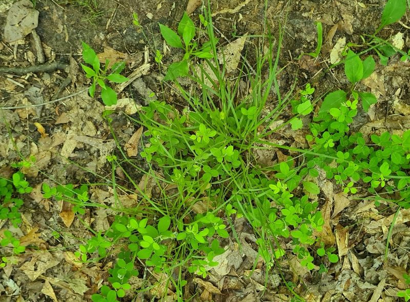 Carex hirsutella, photographed by Lyrae