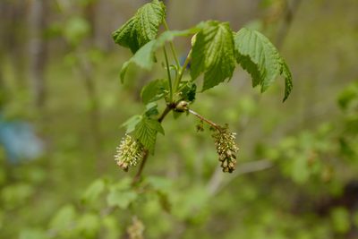 Ribes mandshuricum, photographed by Wang.QG