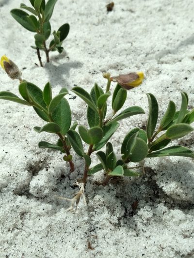 Crotalaria avonensis, photographed by Scott Ward