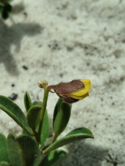 Crotalaria avonensis, photographed by Scott Ward