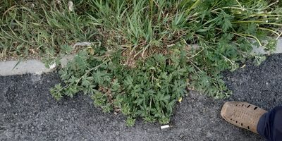 Potentilla tobolensis, photographed by Yurii Basov