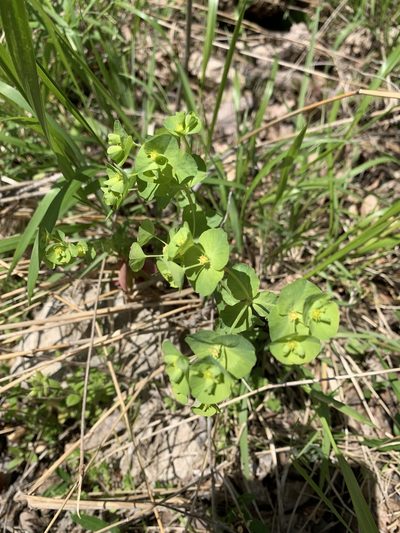 Euphorbia commutata, photographed by pamelabarnabee