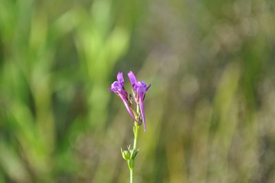 Linaria pelisseriana, photographed by Josep Gesti