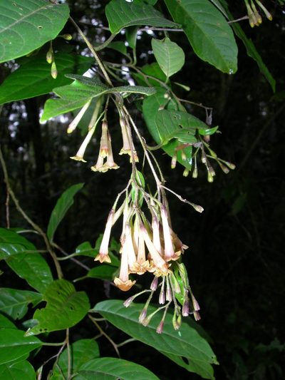 Cestrum guatemalense, photographed by Neptalí Ramírez Marcial
