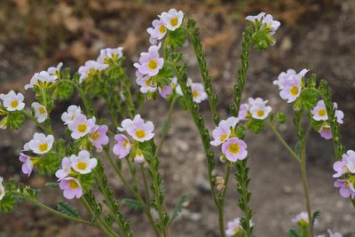 Phacelia brachyloba, photographed by Shawn O'Donnell