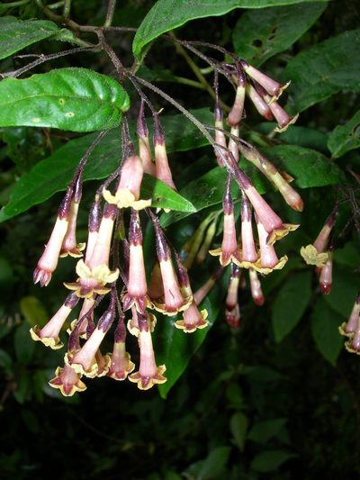Cestrum guatemalense, photographed by Neptalí Ramírez Marcial