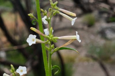 Nicotiana attenuata, photographed by Shawn O'Donnell