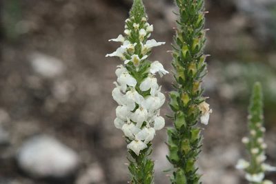 Sairocarpus coulterianus, photographed by Shawn O'Donnell