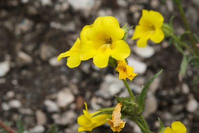 Diplacus brevipes, photographed by Shawn O'Donnell