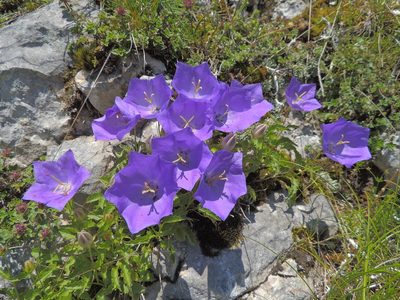 Campanula carpatica, photographed by xulescu_g