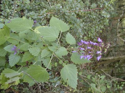 Coleus hereroensis, photographed by Ryan van Huyssteen