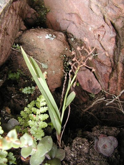 Disa saxicola, photographed by Ryan van Huyssteen