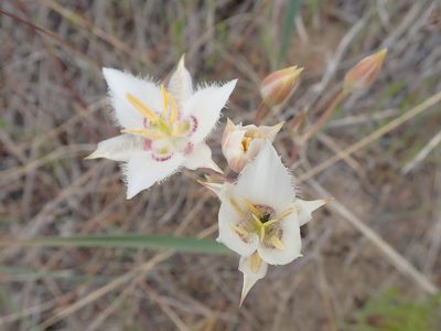 Calochortus lyallii, photographed by John Brew