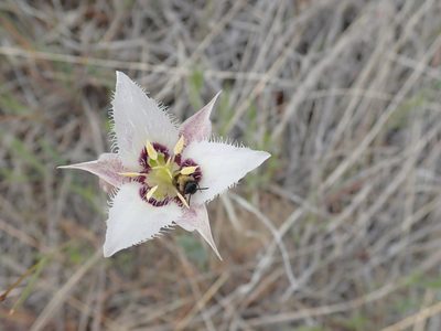 Calochortus lyallii, photographed by John Brew