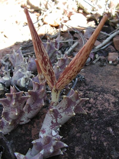 Orbea melanantha, photographed by Ryan van Huyssteen