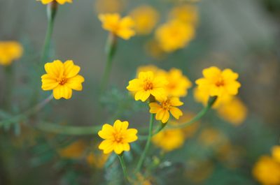 Tagetes tenuifolia, photographed by Neptalí Ramírez Marcial