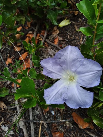 Bonamia grandiflora, photographed by Scott Ward