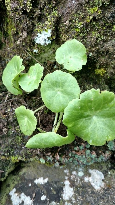 Umbilicus schmidtii, photographed by Thorhold Souilljee