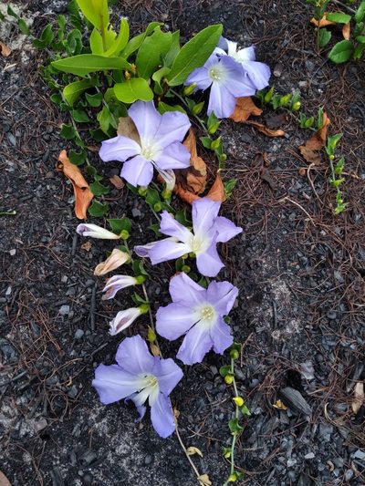 Bonamia grandiflora, photographed by Scott Ward