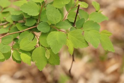 Spiraea chamaedryfolia, photographed by Nina Filippova