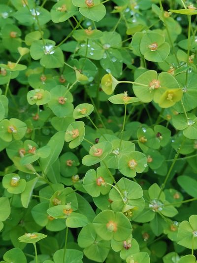 Euphorbia angulata, photographed by Ljaž