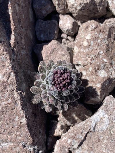 Draba aureola, photographed by Joshua Zupan