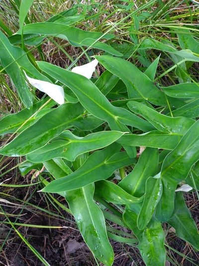 Peltandra sagittifolia, photographed by Scott Ward