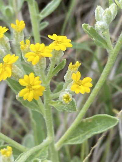Psilostrophe villosa, photographed by Calinsdad