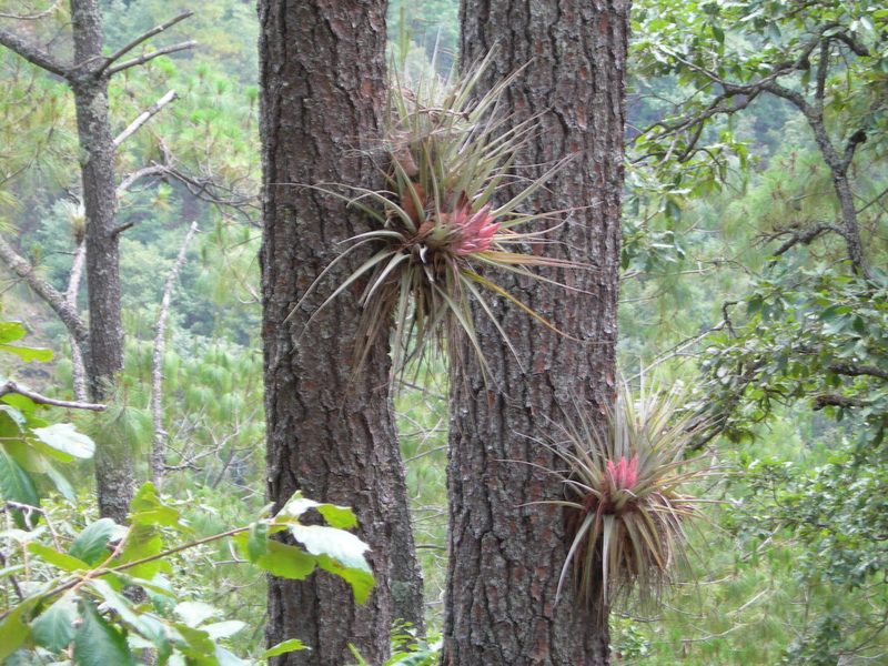 Tillandsia carlsoniae, photographed by Neptalí Ramírez Marcial