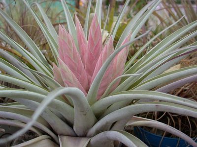 Tillandsia carlsoniae, photographed by Neptalí Ramírez Marcial