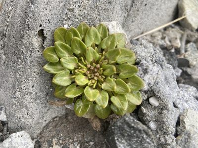 Cochlearia groenlandica, photographed by Ida B D Jacobsen