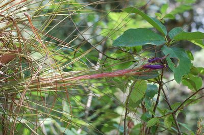 Tillandsia juncea, photographed by Neptalí Ramírez Marcial