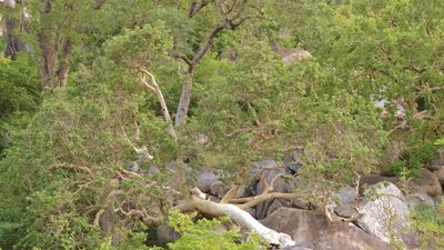 Ficus tettensis, photographed by i_c_riddell