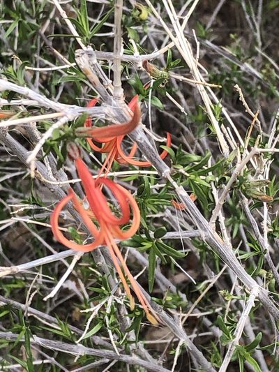 Anisacanthus linearis, photographed by Brooke Smith