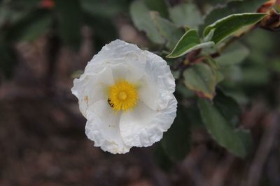 Cistus laurifolius, photographed by Olivier Argagnon