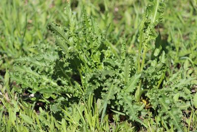 Rumex pseudonatronatus, photographed by Tatiana Strus