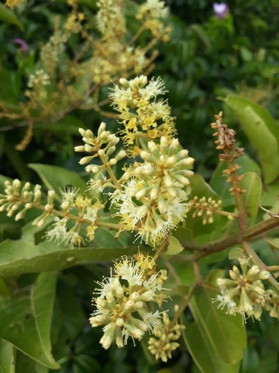 Combretum leprosum, photographed by Paulo Nogueira