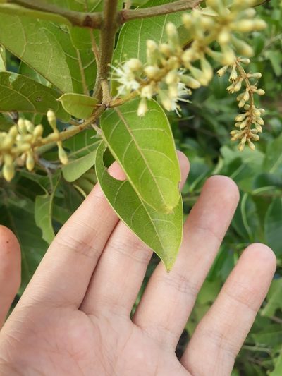 Combretum leprosum, photographed by Paulo Nogueira