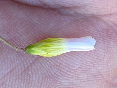 Oxalis stellata, photographed by Dave U