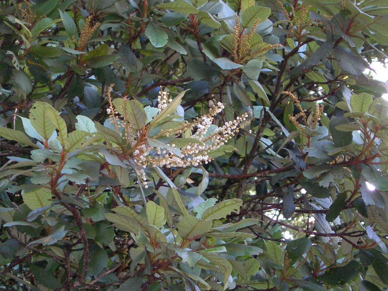 Clethra purpusii, photographed by Neptalí Ramírez Marcial