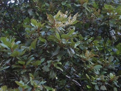 Clethra purpusii, photographed by Neptalí Ramírez Marcial