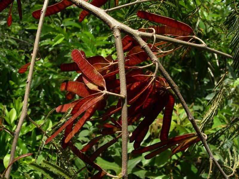 Leucaena diversifolia, photographed by Neptalí Ramírez Marcial