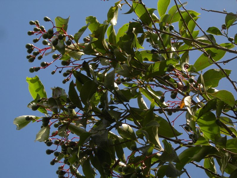 Damburneya salicifolia, photographed by Neptalí Ramírez Marcial