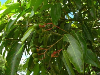 Damburneya salicifolia, photographed by Neptalí Ramírez Marcial