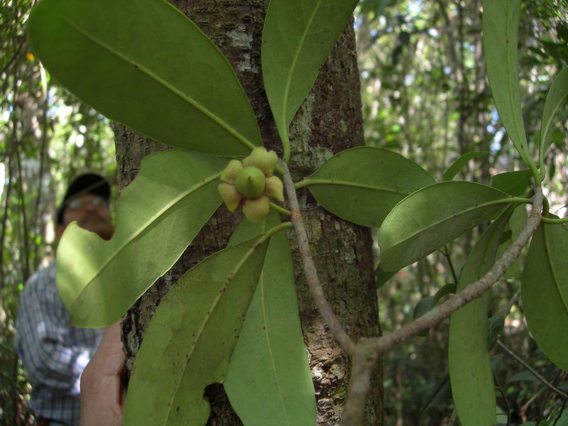 Ternstroemia tepezapote, photographed by Neptalí Ramírez Marcial